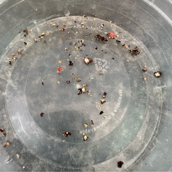 XL 16” wine bottle shaped two-tone wooden pepper grinder - Picture 5 of 7